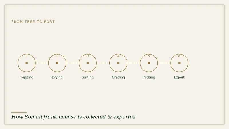 Process diagram showing frankincense collection, drying, sorting, grading, packing and export