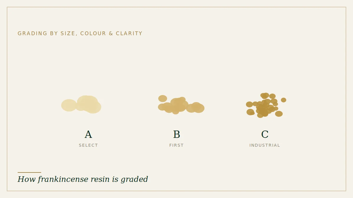 Frankincense tears sorted into grades by size, colour and clarity