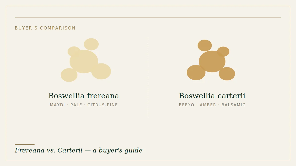 Comparison of Boswellia frereana and Boswellia carterii resin